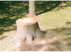 baum_schuetzenhof5.png