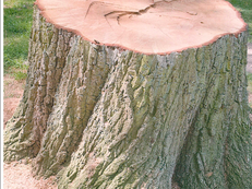 baum_schuetzenhof7.png
