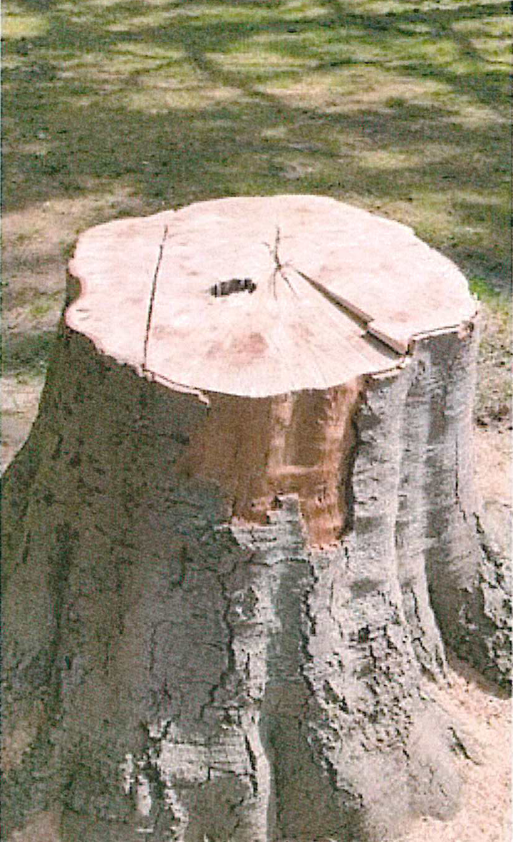 baum_schuetzenhof3.png
